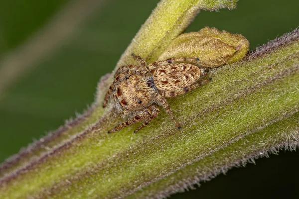 Pequena Aranha Saltitante Subtribo Dendryphantina — Fotografia de Stock