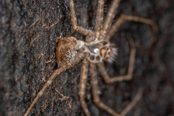 Malý Trechaleid Pavouk Čeledi Trechaleid Exoskeleton — Stock fotografie