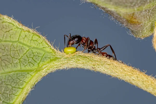 Adult Red Twig Ant Genus Pseudomyrmex Eating Extrafloral Nectary Plant — Stock Photo, Image