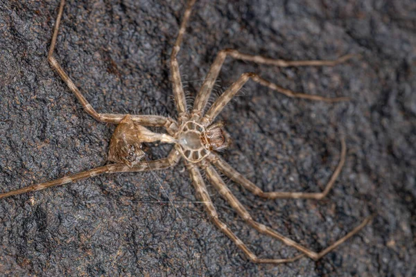 Μικρή Trechaleid Spider Της Οικογένειας Trechaleid Εξωσκελετός — Φωτογραφία Αρχείου