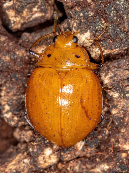 Erotylidae Familyasından Tatmin Edici Mantar Böceği — Stok fotoğraf