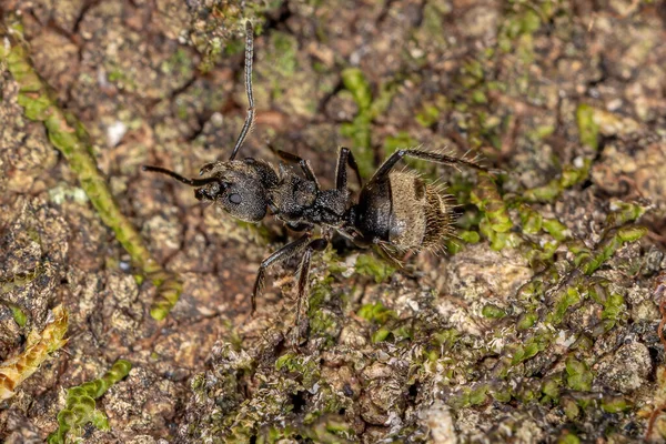Ενηλίκων Odorous Ant Του Είδους Dolichoderus Bispinosus — Φωτογραφία Αρχείου