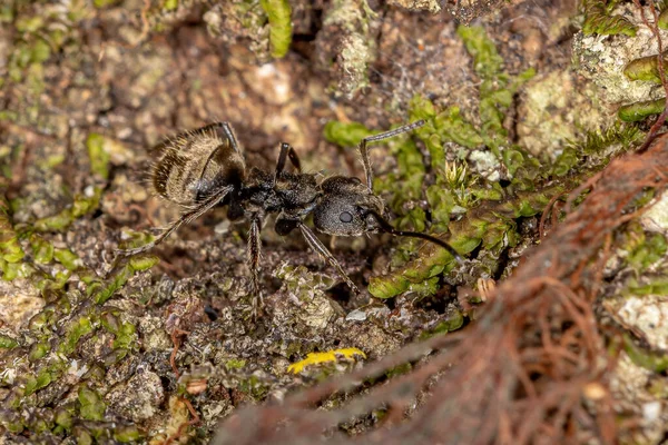 Dolichoderus Bispinosus Fajhoz Tartozó Kifejlett Dús Hangya — Stock Fotó