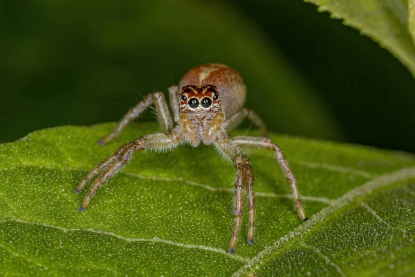 Mannelijke Springende Spin Van Het Geslacht Frigga — Stockfoto