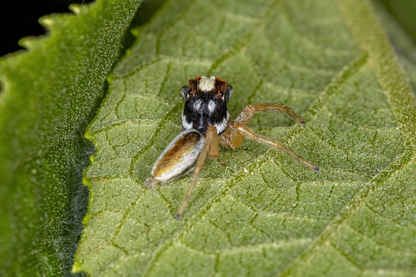 Small Male Jumping Spider Genus Chira — стокове фото