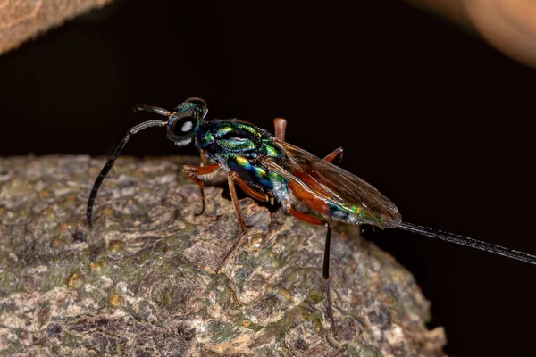 Ausgewachsene Chalcidoide Wespe Aus Der Überfamilie Chalcidoidea — Stockfoto