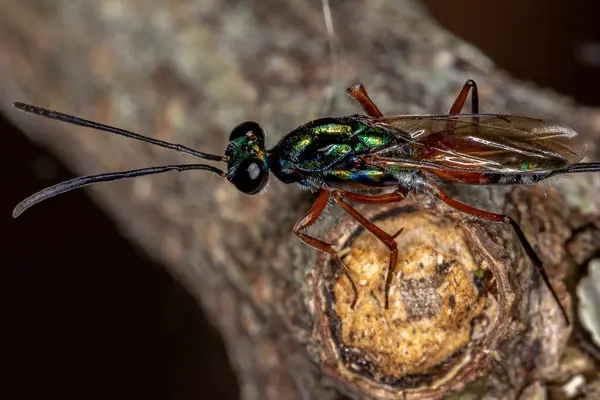 Adult Chalcidoid Wasp Superfamily Chalcidoidea — Stock Photo, Image