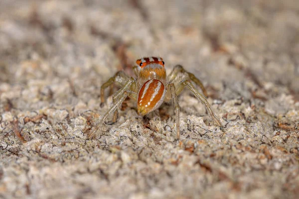 Pequeño Macho Saltando Araña Del Género Chira — Foto de Stock