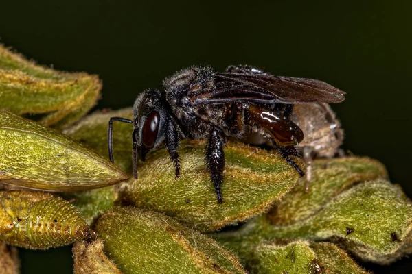 Weibliche Stachellose Biene Der Gattung Trigona — Stockfoto