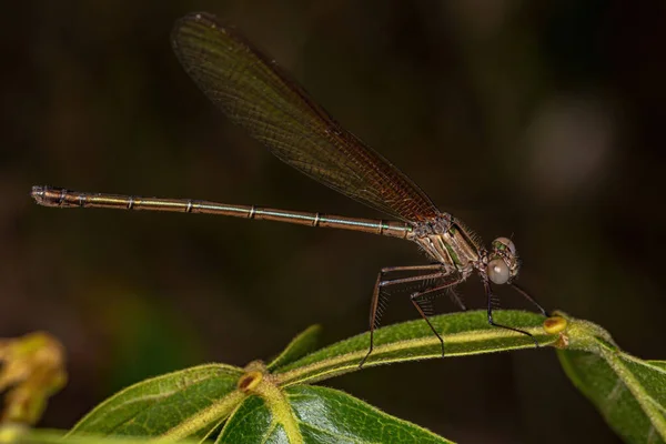 Adul Rubyspot Damselfly Insetto Del Genere Hetaerina — Foto Stock