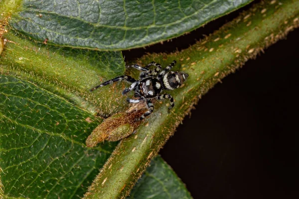 Small Jumping Spider Genus Pachomius — стокове фото