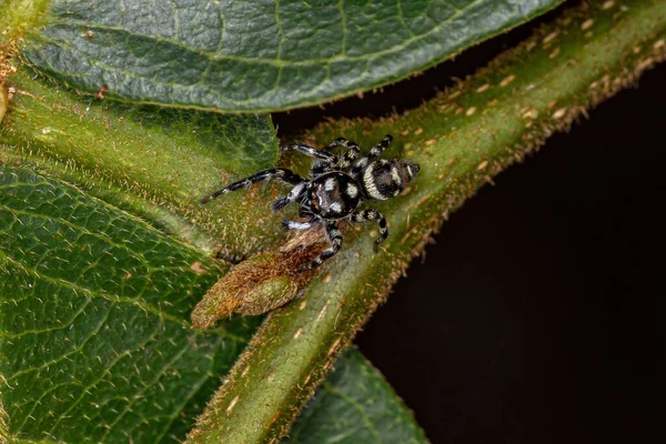 Small Jumping Spider Genus Pachomius — Stock Photo, Image