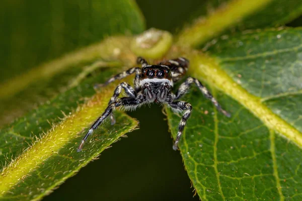 Kleine Springspinne Der Gattung Pachomius — Stockfoto