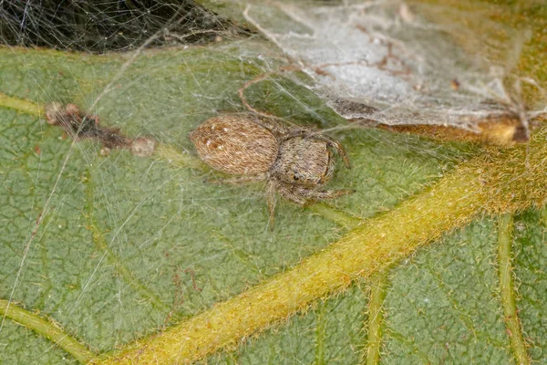 Petite Araignée Sauteuse Sous Tribu Dendryphantina — Photo