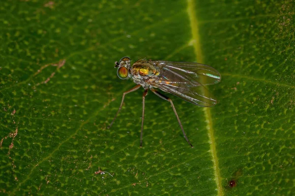 Ausgewachsene Langbeinfliege Der Familie Dolichopodidae — Stockfoto