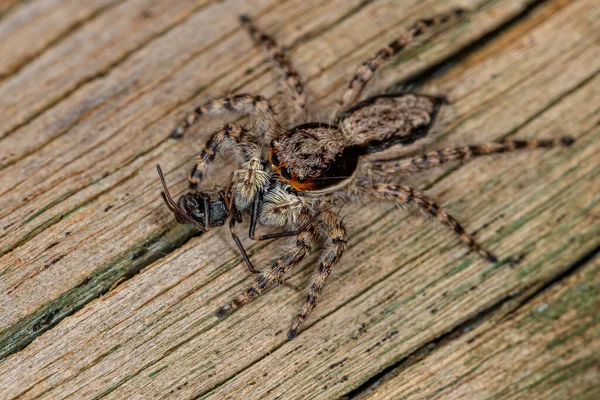 Μικρό Θηλυκό Αρσενικό Γκρι Τοίχο Άλμα Spider Του Είδους Menemerus — Φωτογραφία Αρχείου