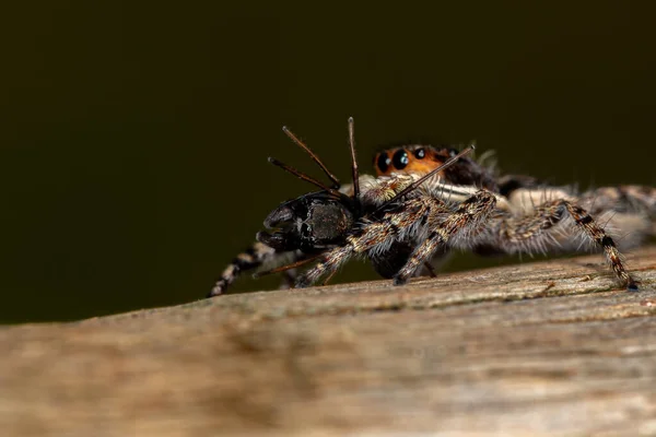 Pequeña Hembra Macho Gris Pared Saltando Araña Especie Menemerus Bivittatus —  Fotos de Stock