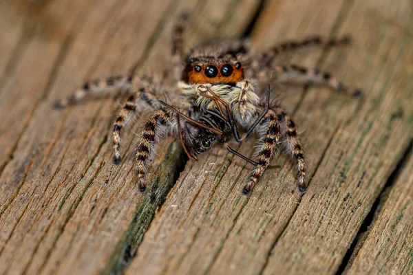 雄性小灰墙跳跃蜘蛛 Small Female Gray Wall Jumping Spider Species Menemerus Bivittatus — 图库照片