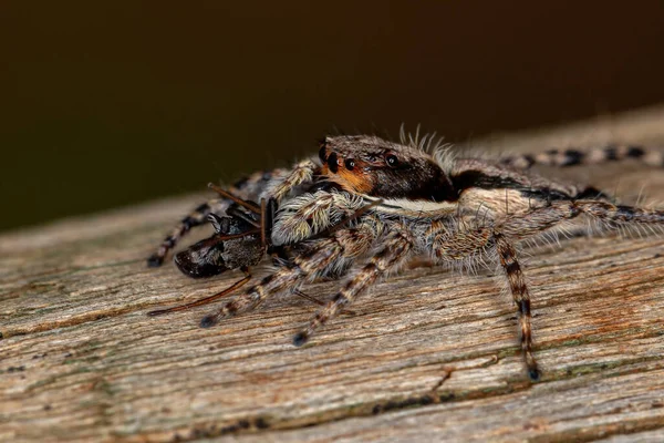 Küçük Dişi Gri Duvar Atlayan Örümcek Menemerus Bivittatus Sarinda Cinsinden — Stok fotoğraf