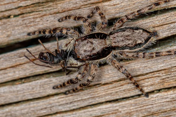 Pequena Fêmea Macho Cinza Parede Saltando Aranha Espécie Menemerus Bivittatus — Fotografia de Stock