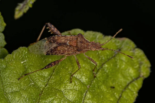 Harmostes Cinsinin Yetişkin Kokusuz Bitki Böceği — Stok fotoğraf