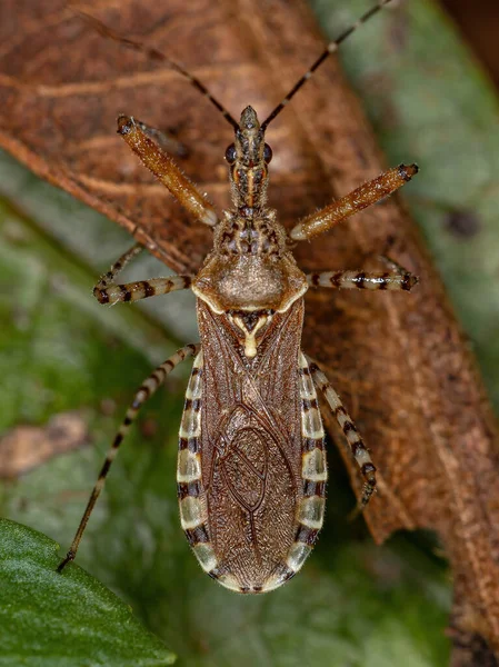 Adulto Asesino Insecto Del Género Cosmoclopius —  Fotos de Stock