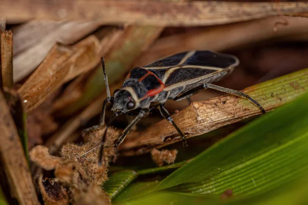 Seed Bug Adulto Del Género Ochrostomus —  Fotos de Stock