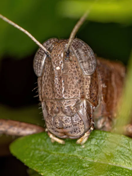 Adulto Saltamontes Cuernos Cortos Familia Acrididae — Foto de Stock