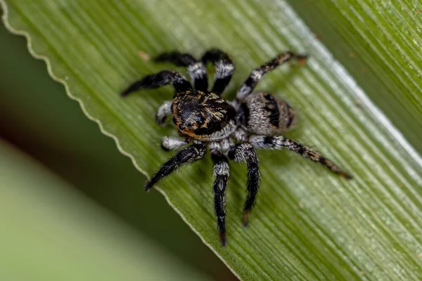 Дорослі Стрибають Павук Роду Corythalia — стокове фото