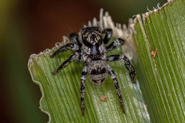 Αράχνη Άλματος Ενηλίκων Του Γένους Corythalia — Φωτογραφία Αρχείου