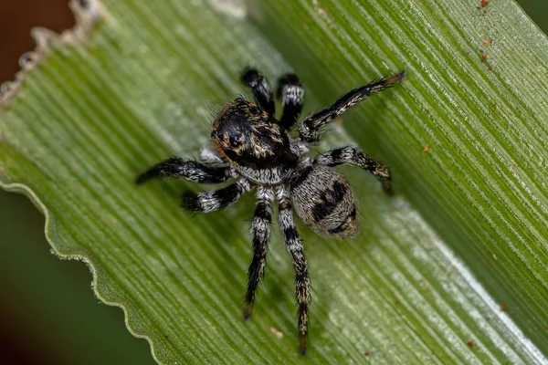 Volwassen Springspinnen Van Het Geslacht Corythalia — Stockfoto