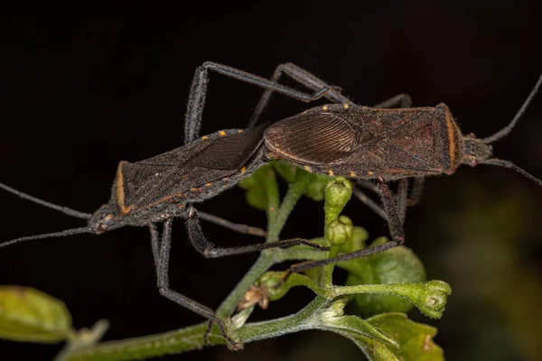 Adult Leaf Footed Bug Species Phthiacnemia Picta — Stock Photo, Image