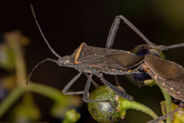 Dospělý Leaf Footed Bug Species Phthiacnemia Picta — Stock fotografie