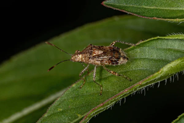 Adult Pentatomomorph Bug Infraorder Penatomomorpha — 스톡 사진