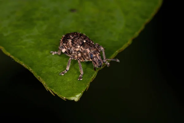 Tribe Eudiogini Broad Nosed Weevil — 스톡 사진