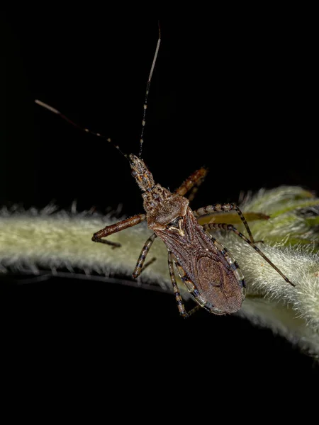 Dorosły Zabójca Bug Rodzaju Cosmoclopius — Zdjęcie stockowe