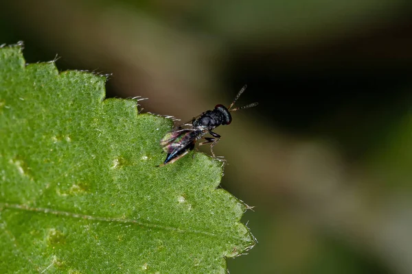 Avispa Calcidoide Adulta Superfamilia Calcidoidea —  Fotos de Stock