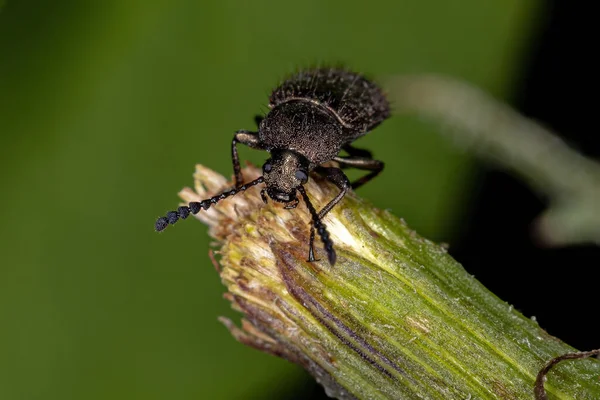 Adulto Comb Clawed Darkling Beetle Subtribo Xystropodina — Fotografia de Stock