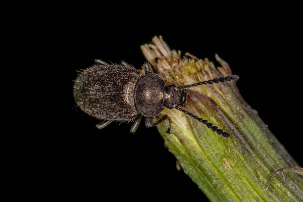 Adulto Comb Clawed Darkling Beetle Subtribo Xystropodina — Fotografia de Stock