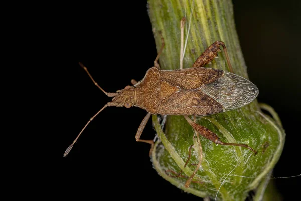 Insecto Planta Sin Olor Adulto Del Género Harmostes — Foto de Stock