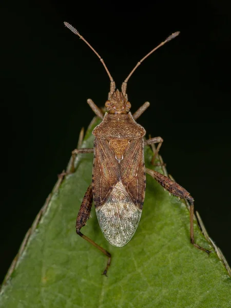 Bug Planta Scentless Adulto Dos Harmostes Gênero — Fotografia de Stock