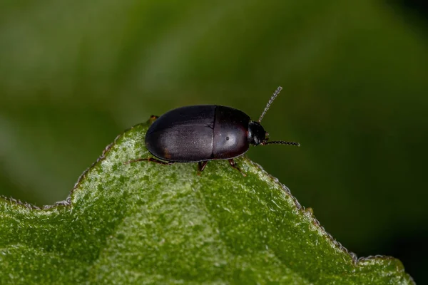 Escarabajo Oscuro Adulto Familia Tenebrionidae — Foto de Stock