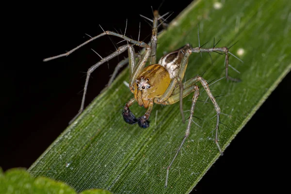 Manlig Randig Lynx Spindel Släktet Oxyopes — Stockfoto