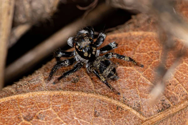 Corythalia Cinsinin Küçük Zıplayan Örümceği — Stok fotoğraf