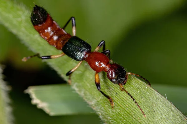 Genus Paederusの成虫のむち打ちビートル — ストック写真