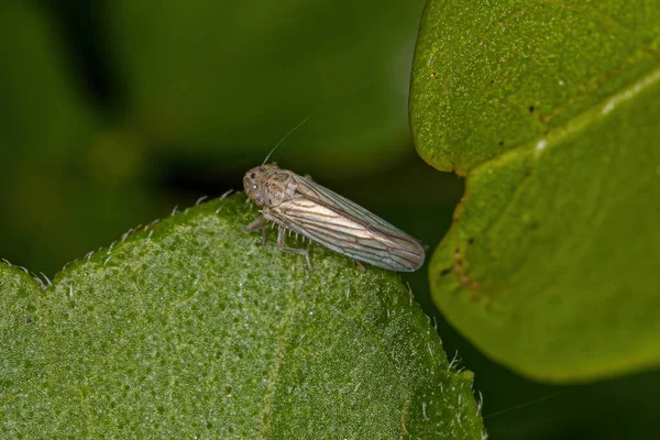 Insecto Tirador Adulto Subfamilia Cicadellinae — Foto de Stock