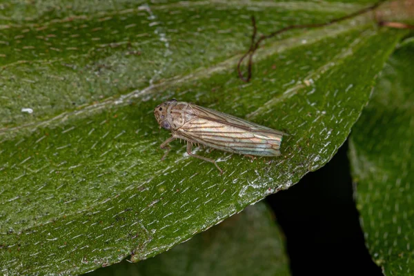 Комаха Дорослого Шарпшутера Підродини Cicadellinae — стокове фото