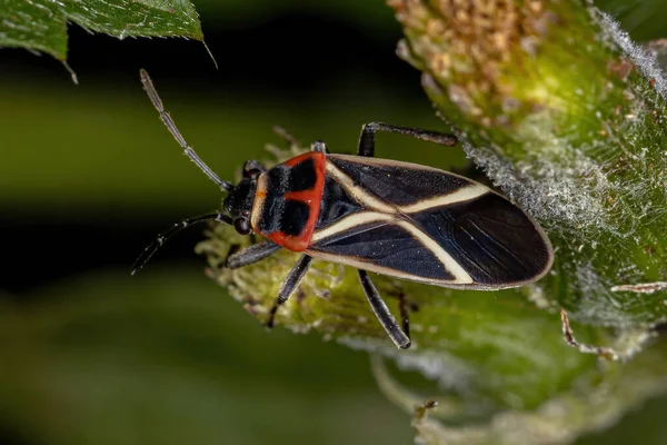 Ενηλίκων Σπόρος Bug Του Genus Ochrostomus — Φωτογραφία Αρχείου