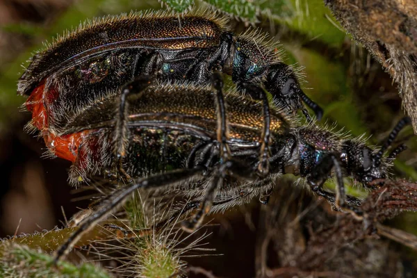 Ενηλίκων Long Jointed Beetles Του Είδους Lagria Villosa Poupling — Φωτογραφία Αρχείου