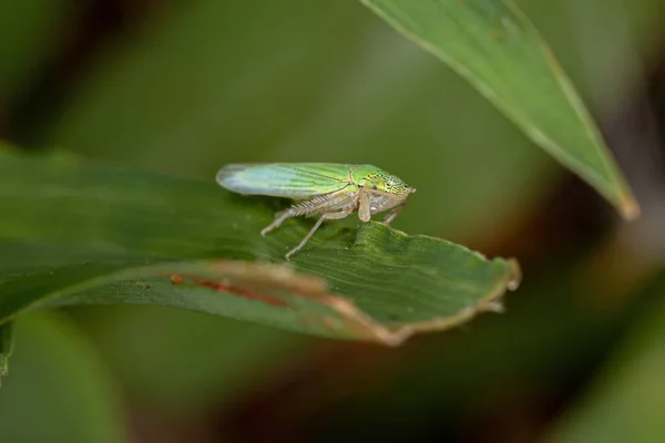 Leafhopper Típico Adulto Família Cicadellidae — Fotografia de Stock